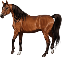 Brown Horse Arabian Download HQ - Free PNG
