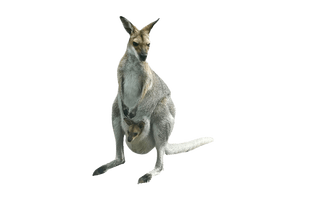 Kangaroo Joey PNG Free Photo