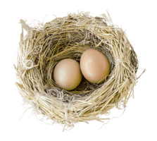 Real Nest Bird HD Image Free - Free PNG