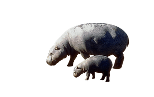 Hippo Grey PNG Free Photo
