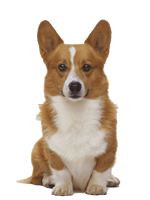 Cute Dog Corgi Download HQ - Free PNG