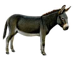 Donkey PNG File HD