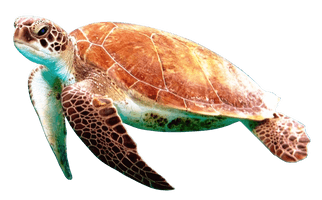 Turtle Free Download Image - Free PNG
