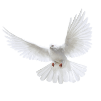 Dove White Pigeon Photos Free PNG HQ