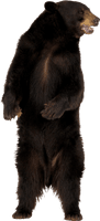 Standing Real Bear PNG Free Photo