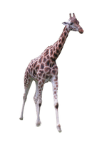 Giraffe African PNG File HD