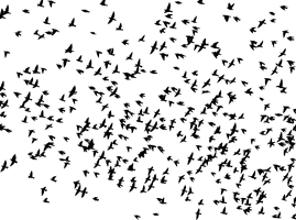 Of Flock Vector Birds Photos - Free PNG