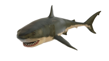 Megalodon Shark Aquatic Download HQ - Free PNG