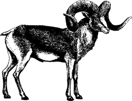 Vector Goat Horns Free HQ Image - Free PNG