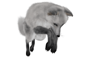 Arctic Fox Snow Free Download Image - Free PNG