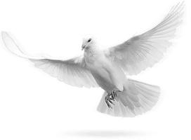 Flying Pigeon Peace Download Free Image - Free PNG