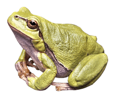 Amphibian Frog Download HD - Free PNG
