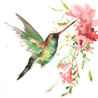 Watercolor Flower Hummingbird Free HD Image - Free PNG