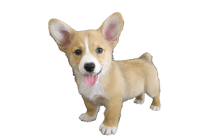 Cute Dog Corgi Free Download PNG HQ