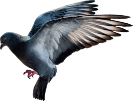 Columbidae Pigeon Domestic Free Download Image - Free PNG
