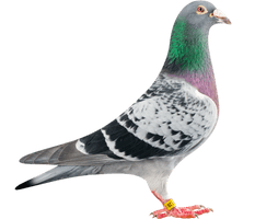 Columbidae Pigeon Domestic Free Transparent Image HQ - Free PNG