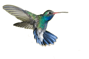 Real Flying Hummingbird Free PNG HQ