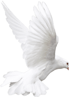 White Flying Pigeon Download HQ - Free PNG
