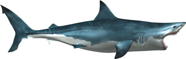 Blue Real Shark Pic Download HD - Free PNG