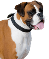 Boxer Dog PNG Image High Quality