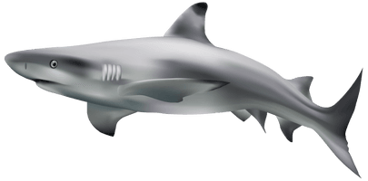 Real Shark Aquatic Free Download PNG HD