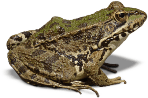 Amphibian Frog Free Photo - Free PNG