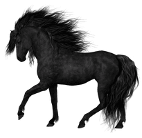 Horse Arabian Black PNG Free Photo