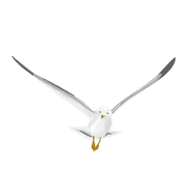 Photos White Pigeon Free Download Image - Free PNG