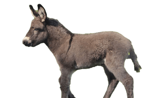 Donkey Animal Download HD - Free PNG