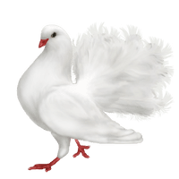 Dove White Pigeon HD Image Free - Free PNG