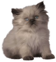 Little Pic Kitten Free Download PNG HQ