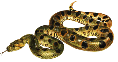 Green Anaconda PNG Download Free