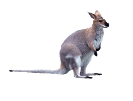 Wallaby Kangaroo Photos Free Clipart HD - Free PNG