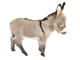 Donkey Free Clipart HD - Free PNG