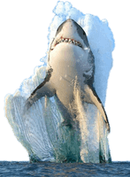 Megalodon Shark Photos Face Free PNG HQ