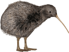 Kiwi Bird Free Download PNG HQ