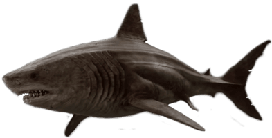 Megalodon Shark Aquatic Pic HQ Image Free - Free PNG