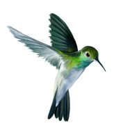 Watercolor Flying Hummingbird PNG Download Free