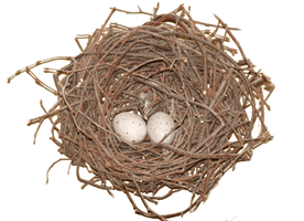 Nest Eggs Bird PNG Image High Quality