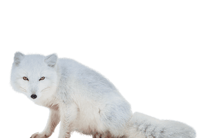 Arctic Pic Fox Snow PNG Download Free