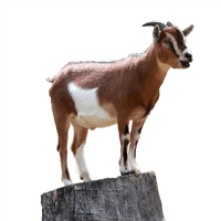 Picture Goat Free Clipart HD - Free PNG