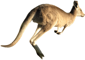 Wild Kangaroo Download HQ - Free PNG