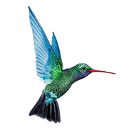 Turquoise Flying Hummingbird Download Free Image - Free PNG