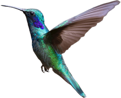 Photos Turquoise Flying Hummingbird PNG Image High Quality