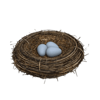 Eggs Nest Bird PNG Download Free