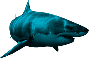 Shark Aquatic Nemo Download HD - Free PNG