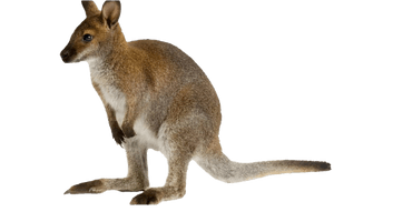 Wallaby Kangaroo Free Clipart HQ - Free PNG