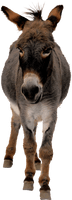 Donkey Mule Free HD Image - Free PNG