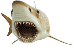 Megalodon Shark Face PNG File HD