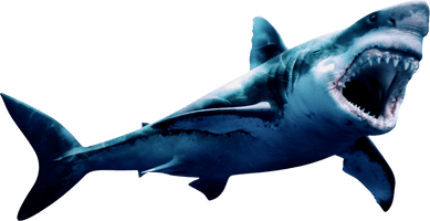 Megalodon Shark Face HQ Image Free - Free PNG